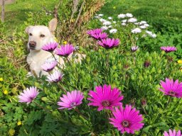 Il nostro cane Virus in mezzo a fiori